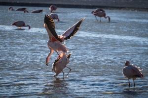 Canapa-Lagoon,-Flamingo