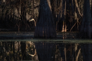 LOU-OL-810_6076 Grey Egret, Martin Lake, Lafayette, Louisiana, Atchafalaya River Basin