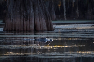 LOU-OL-N5D_5856 Crocodile, Martin Lake, Lafayette, Louisiana, Atchafalaya River Basin