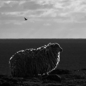 GBR-OL-NZ7_3590 Sheep, Shetland