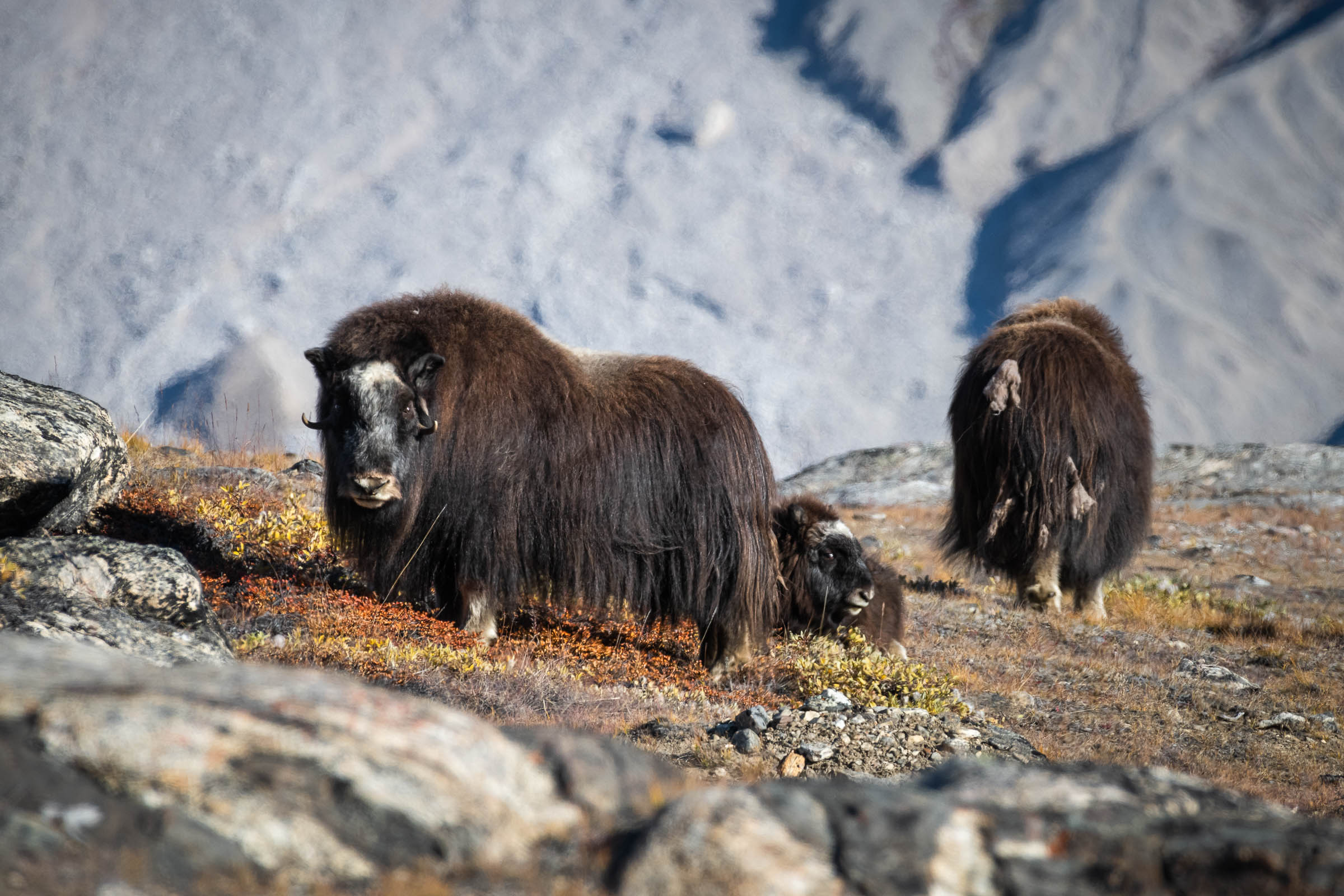 Greenland Wildlife Olga FineArts Photography Fine Art Prints 