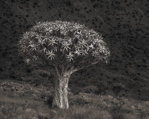 Quiver-Tree-Valley,-NamibRand