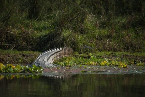 NEP-OL700-1613 Crocodile, Chitwan National Park