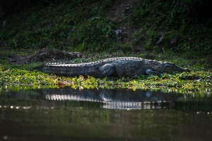 NEP-OL700-1666 Crocodile, Chitwan National Park
