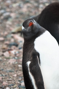 ANT-OL700-6856 Penguins