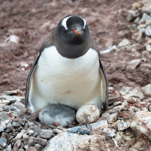 ANT-OLND4-3926 Penguins