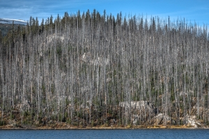 CND-OL-850_8465 Maligne Lake, Jasper, Alberta