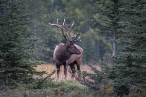 CND-OL-N5D_4260 Elk, Banff, Alberta