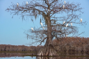 LOU-OL-810_5788 White Egret, Caddo Lake, Texas, Atchafalaya River Basin