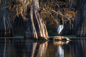 LOU-OL-N5D_5783 White Egret, Martin Lake, Lafayette, Louisiana, Atchafalaya River Basin