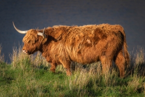 GRB-OL-810_1221 Bull, Scotland