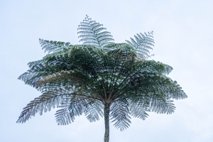 NDZ-OL-NZ7_2619
