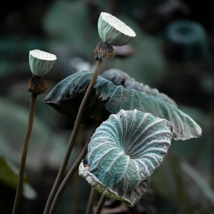 NDZ-OL-NZ7_3089