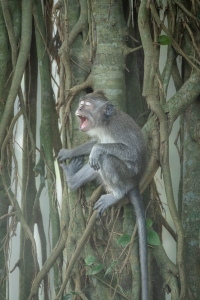 NDZ-OL-NZ7_3820 Bali