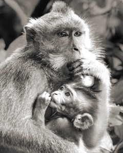 NDZ-OL-NZ7_3897 Bali