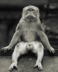 NDZ-OL-NZ7_3952 Bali