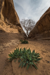 Wadi-Rum-Desert