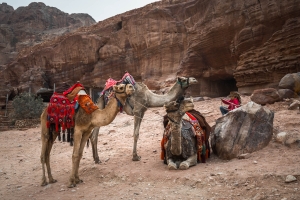 JRD-OL-850_3649 Camels, Petra National Park
