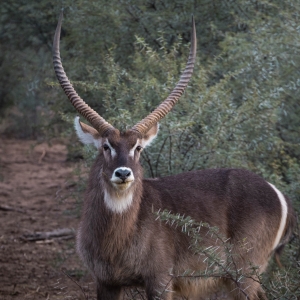 NAM-OL-850_8424 Kudu