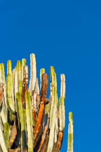 La-Palma,-Canary-Islands,-Cactus,-Abstract