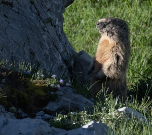 SWZ-OL-NZ7_3664 Marmot